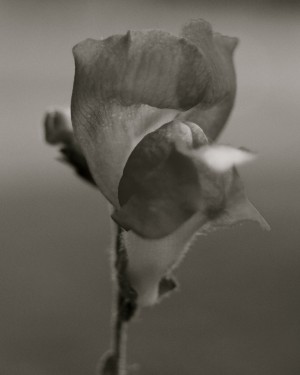 BW 06_00007